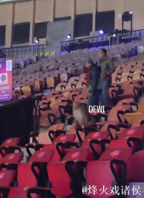 印度羽毛球公开赛:观众席惊现猴子闯入 印度羽毛球公开赛:观众席惊现猴子闯入